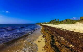 bela praia caribenha totalmente imunda, suja, desagradável, problema de algas, méxico. foto