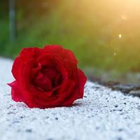 flor rosa vermelha romântica para o dia dos namorados foto