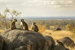 uma família do babuínos empoleirado em uma rochoso afloramento dentro uma savana paisagem, gerar ai foto