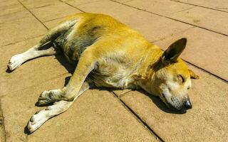 cão vadio dorme e relaxa na rua no méxico. foto