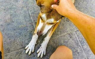 lindo amigáveis olhando disperso cachorro animal dentro porto escondido México. foto