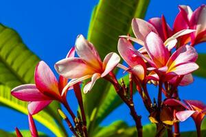 flores rosa e amarelas plumeria com céu azul no México. foto