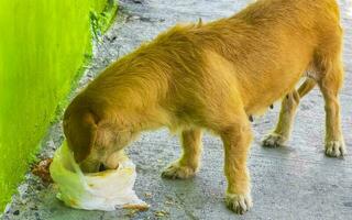 com fome disperso cachorro come Comida restos a partir de a rua México. foto