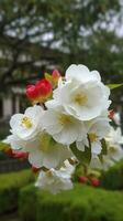 chinês Suzhou jardim, amarelo vermelho branco begônia flor, pétalas Alto definição, detalhe, cheio do flores, lindo, fundo claramente visível branco cerca e janelas, gerar ai foto