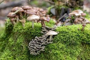 vários cogumelos crescem em um velho tronco de árvore no musgo foto