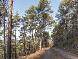 vista sobre um vale arborizado com pinheiros e árvores decíduas foto
