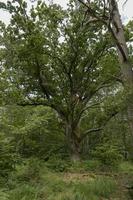 carvalho muito antigo em uma paisagem de floresta pantanosa alemã com grama de samambaia e árvores decíduas foto