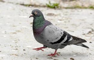 pombo de madeira com penas brilhantes corre pelo fundo de areia foto