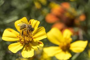 abelha suave desenhada em uma flor amarela contra fundo verde desfocado