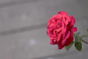 uma rosa vermelha em fundo cinza desfocado foto
