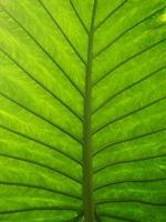 a parte inferior de uma grande folha de palmeira verde mostrando o padrão de veias da folha foto