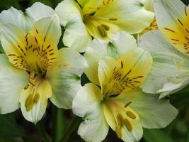 lindas flores de lírio peruano de alstroemeria amarela e branca em um jardim foto