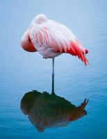 um flamingo no lago de água azul foto