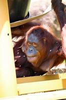 um bebê de orangotango no parque do zoológico foto