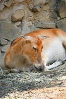 veado no parque do zoológico foto