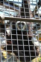 gibão de mãos brancas no parque do zoológico foto