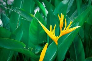 pássaro do paraíso flores amarelo com verde folhas lá estão muitos dentro Ásia. foto