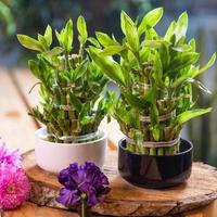 pequeno bambu em uma panela com flores foto