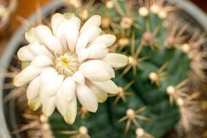 close up gymnocalycium anisitsii flor branca foto