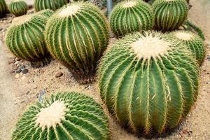 cacto bola dourada no jardim do deserto foto