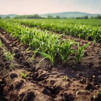 campo com verde brotos do jovem milho plantas ai gerado foto