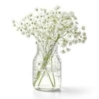 Gypsophila flores isolado em branco fundo, gerar ai foto