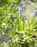 flores muscari azuis foto