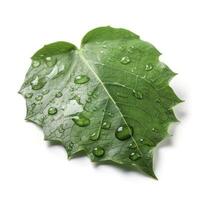 verdejante verde folha com água gotas isolado em branco fundo, gerar ai foto