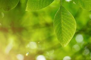 folhas verdes da árvore na temporada de primavera fundo verde foto