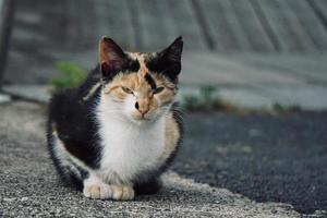 lindo retrato de gato vadio na rua foto