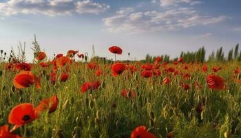 anzac dia memorial papoulas. campo do vermelho papoula flores para honra caído veteranos soldados dentro batalha do anzac armistício dia. flores silvestres florescendo papoula campo paisagem, gerar ai foto