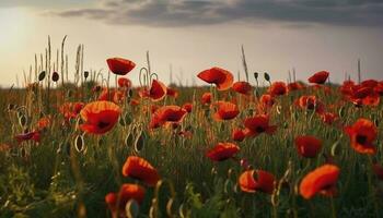 anzac dia memorial papoulas. campo do vermelho papoula flores para honra caído veteranos soldados dentro batalha do anzac armistício dia. flores silvestres florescendo papoula campo paisagem, gerar ai foto