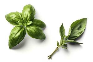 fresco verde orgânico manjericão e alecrim folhas isolado em branco fundo, gerar ai foto