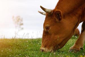 lindo retrato de vaca marrom no prado foto