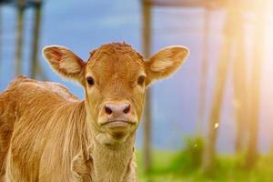 lindo retrato de vaca marrom no prado foto