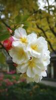 chinês Suzhou jardim, amarelo vermelho branco begônia flor, pétalas Alto definição, detalhe, cheio do flores, lindo, fundo claramente visível branco cerca e janelas, gerar ai foto