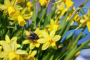 abelha poliniza narciso amarelo ao ar livre no parque foto