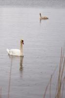 família cisne branco na costa do mar Báltico, na Finlândia foto