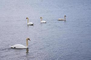 família cisne branco na costa do mar Báltico, na Finlândia foto