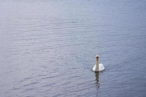 cisne branco na costa do mar Báltico na Finlândia foto