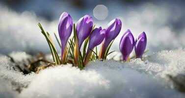 açafrões - florescendo roxa flores fazer seus caminho a partir de debaixo a neve dentro cedo primavera, fechar-se com espaço para texto , gerar ai foto