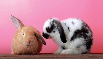 coelhos fofos com um fundo rosa, conceito de feriado de páscoa foto