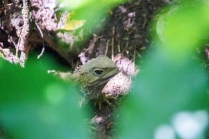 réptil tuatara na nova zelândia foto