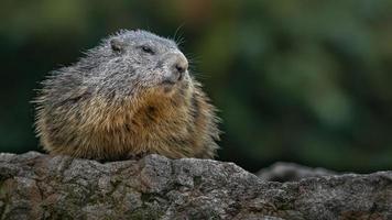 marmota alpina na rocha foto