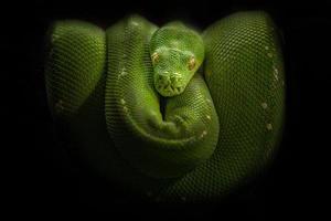 python árvore verde foto