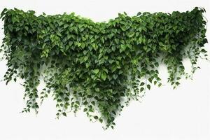 suspensão videiras hera folhagem selva arbusto, coração em forma verde folhas escalada plantar natureza pano de fundo , gerar ai foto