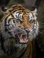 tigre de sumatra zangado foto
