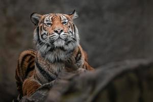 retrato de tigre sumatra foto