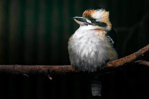 retrato de kookaburra rindo foto