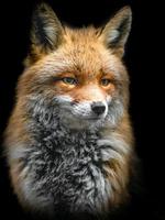 retrato de raposa vermelha foto